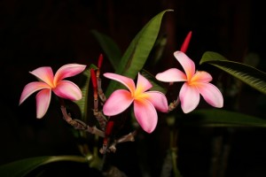 Season's Last Plumeria