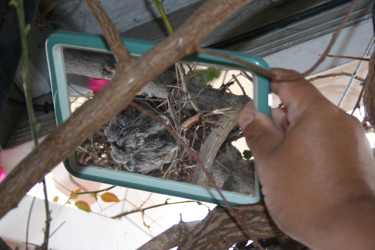 Trying to photograph mourning doves