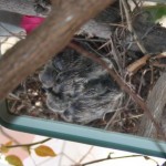 Trying to photograph mourning doves