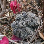 Mourning Dove Chicks