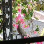 Mourning Dove with nest above